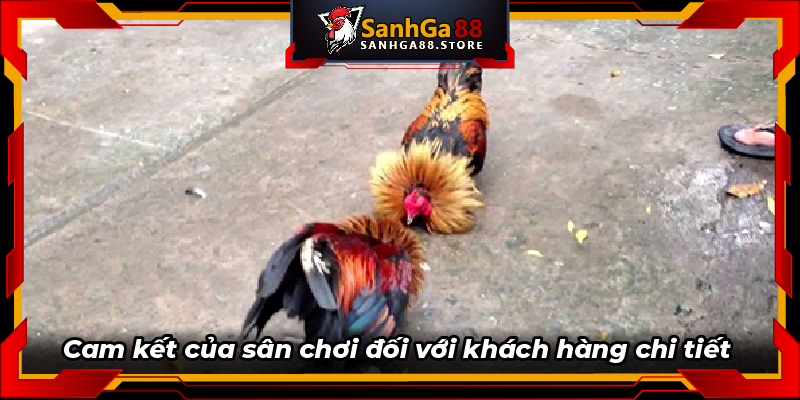Cam kết của sân chơi đối với khách hàng chi tiết 