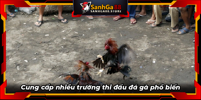 Cung cấp nhiều trường thi đấu đá gà phổ biến 