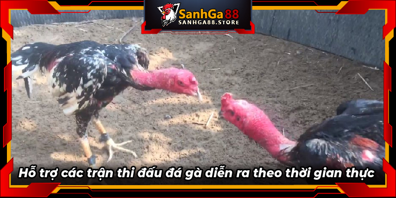 Hỗ trợ các trận thi đấu đá gà diễn ra theo thời gian thực 